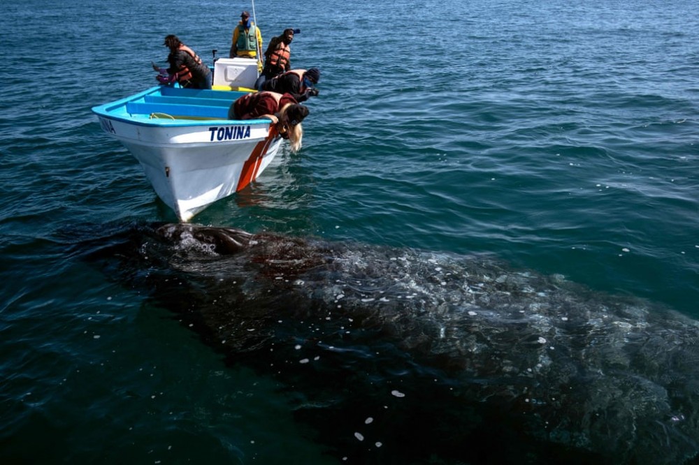 Trải nghiệm chơi đùa cùng cá voi xám khổng lồ ở Mexico