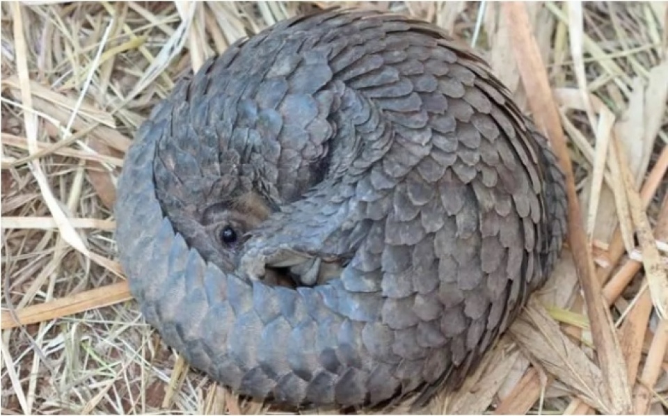 cong nha n y hoc co truyen trung quoc who ga p pha i nhie u pha n do i