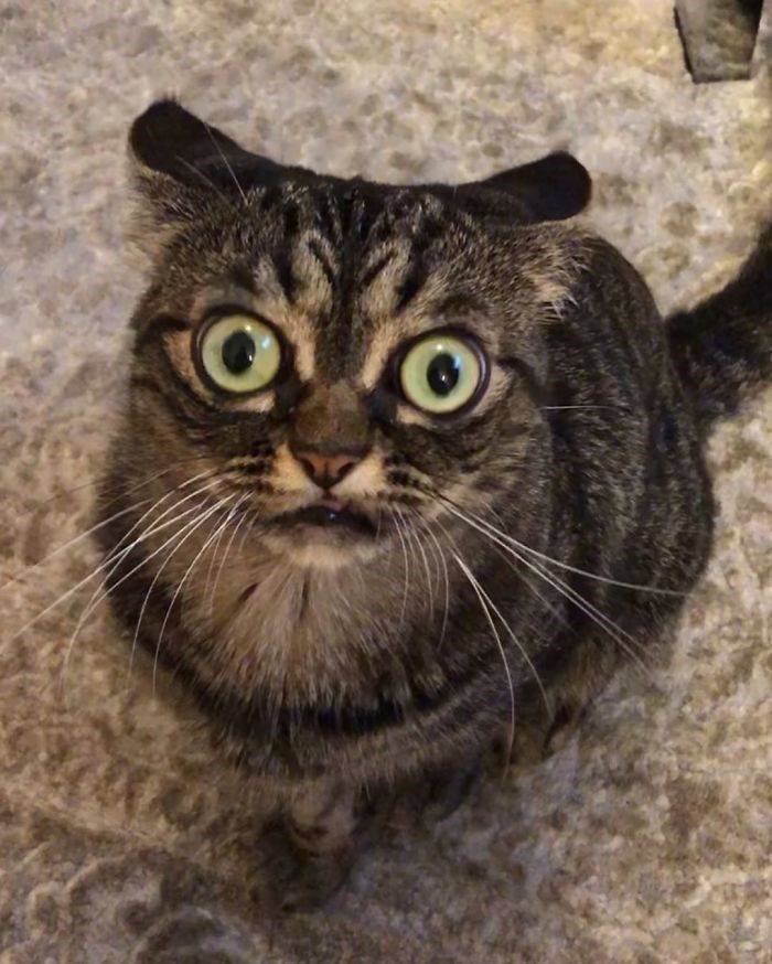 kitzia chu meo noi tieng mang xa hoi voi guong mat cau co