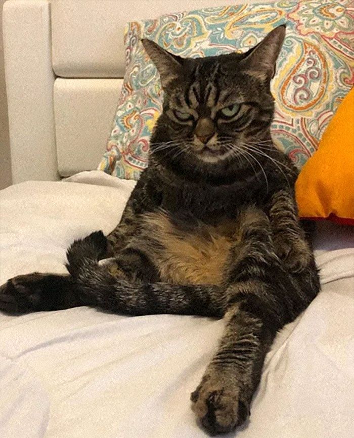 kitzia chu meo noi tieng mang xa hoi voi guong mat cau co