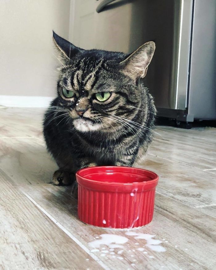 kitzia chu meo noi tieng mang xa hoi voi guong mat cau co