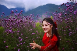 Đồi hoa tím 'hot' nhất Sa Pa, 'đốn tim' du khách tới check-in