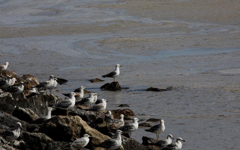 Hình ảnh 'thảm họa' chất nhầy bùng phát tại bờ biển Thổ Nhĩ Kỳ