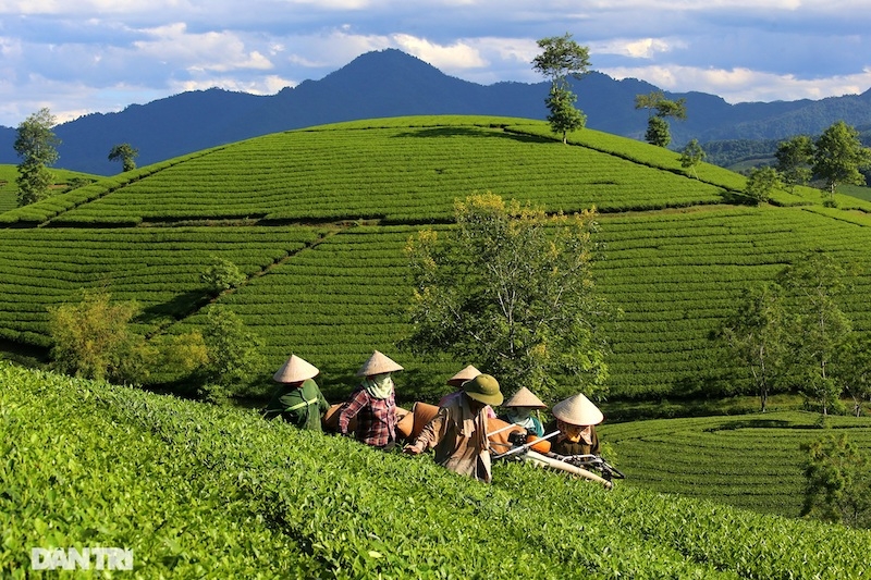 Choáng ngợp với cảnh sắc bao la, xanh ngát của những đồi chè ở Long Cốc, Phú Thọ