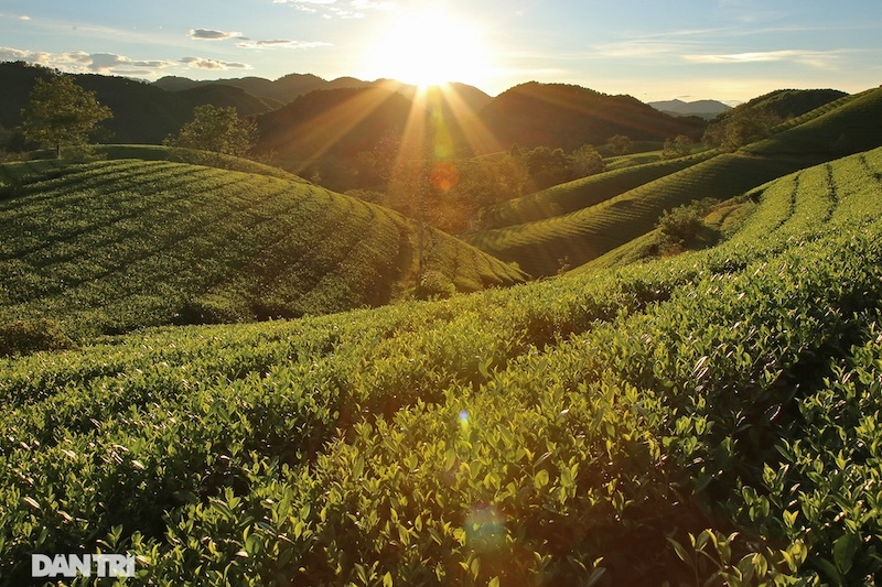 Choáng ngợp với cảnh sắc bao la, xanh ngát của những đồi chè ở Long Cốc, Phú Thọ