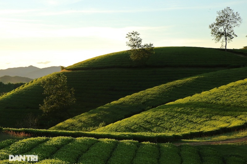 Choáng ngợp với cảnh sắc bao la, xanh ngát của những đồi chè ở Long Cốc, Phú Thọ