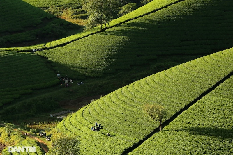 Choáng ngợp với cảnh sắc bao la, xanh ngát của những đồi chè ở Long Cốc, Phú Thọ