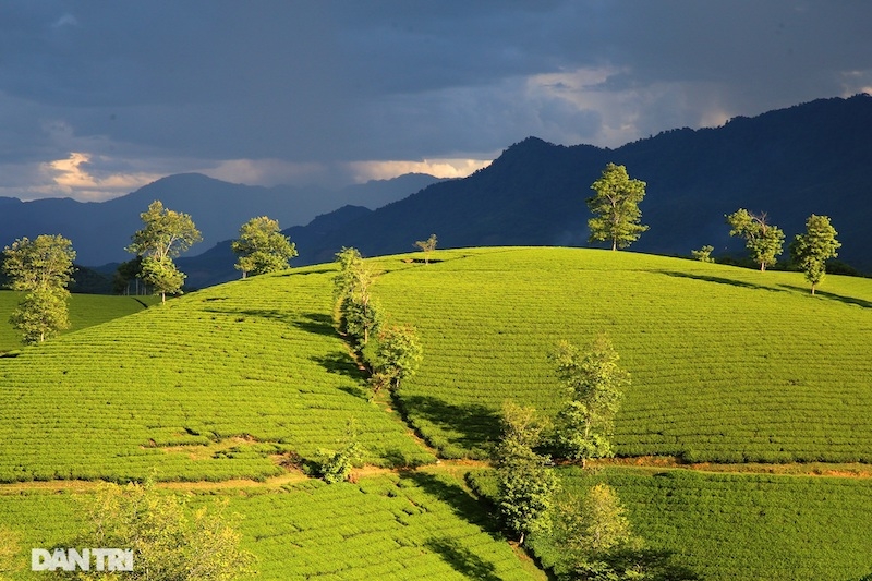 Choáng ngợp với cảnh sắc bao la, xanh ngát của những đồi chè ở Long Cốc, Phú Thọ
