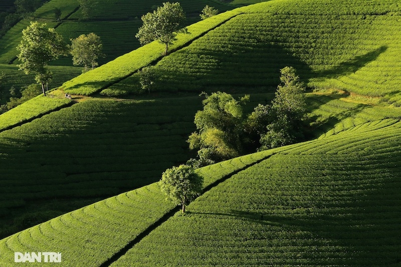 Choáng ngợp với cảnh sắc bao la, xanh ngát của những đồi chè ở Long Cốc, Phú Thọ