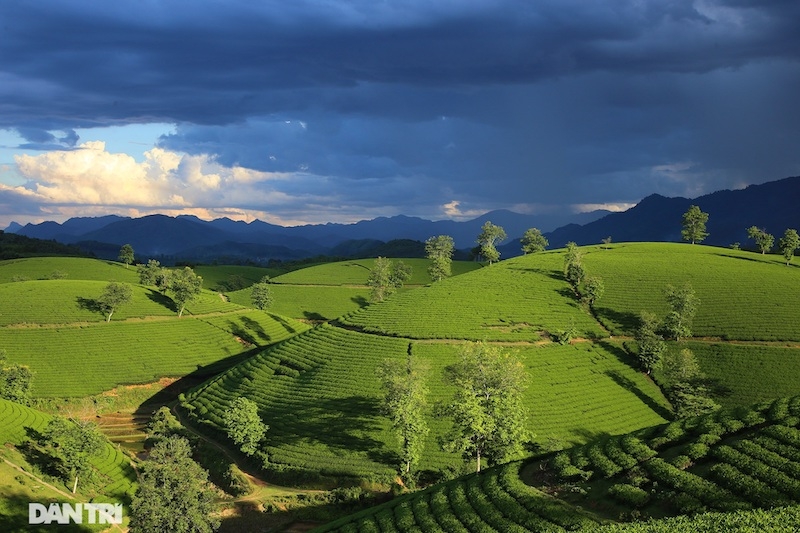 Choáng ngợp với cảnh sắc bao la, xanh ngát của những đồi chè ở Long Cốc, Phú Thọ