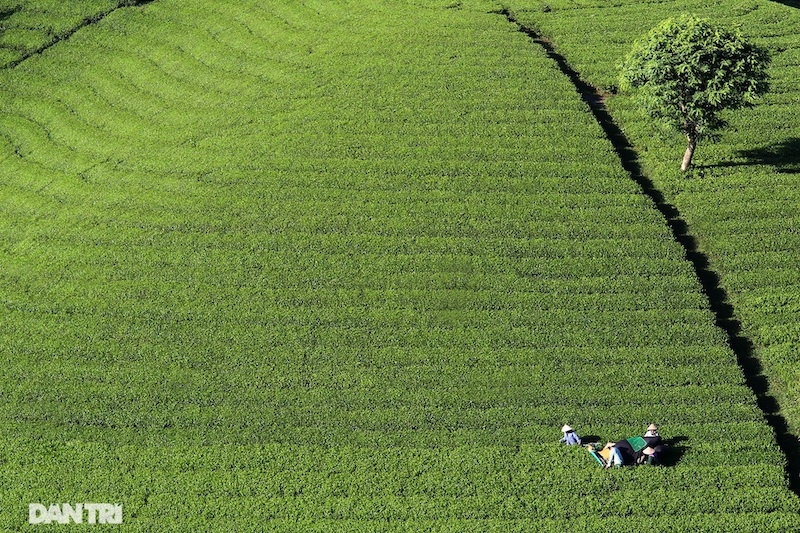 Choáng ngợp với cảnh sắc bao la, xanh ngát của những đồi chè ở Long Cốc, Phú Thọ