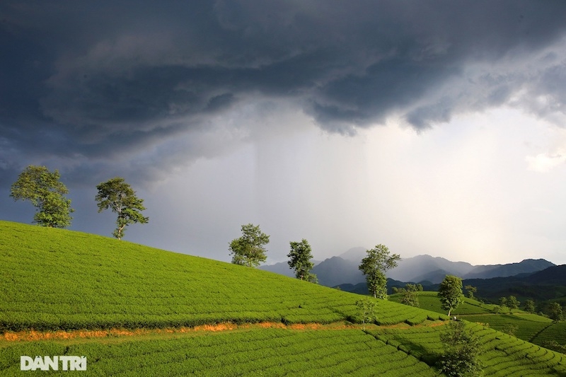 Choáng ngợp với cảnh sắc bao la, xanh ngát của những đồi chè ở Long Cốc, Phú Thọ