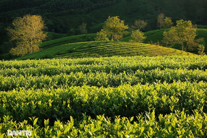 Choáng ngợp với cảnh sắc bao la, xanh ngát của những đồi chè ở Long Cốc, Phú Thọ