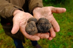 Ế ẩm vì dịch Covid-19, nông dân Anh xót xa biếu không sản phẩm nấm đắt tiền