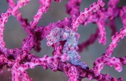 Chiêm ngưỡng các 'bậc thầy' ngụy trang trong giới tự nhiên