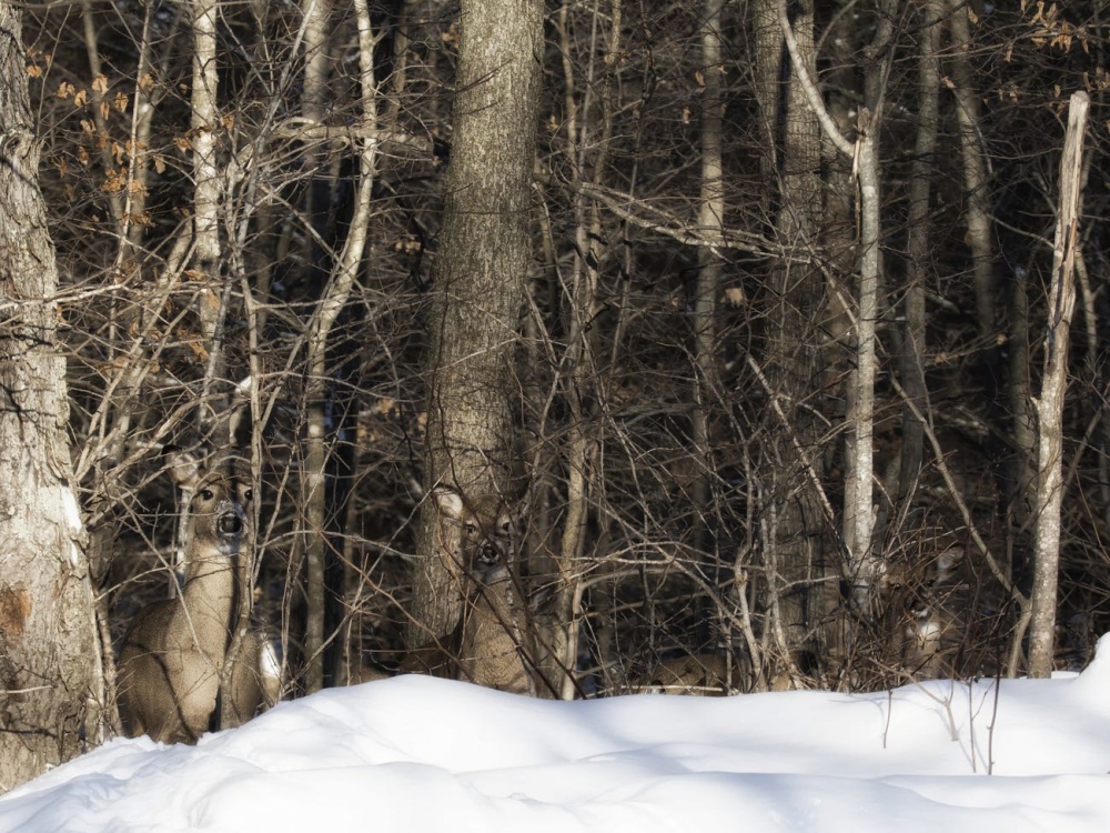 Chiêm ngưỡng các 'bậc thầy' ngụy trang trong giới tự nhiên