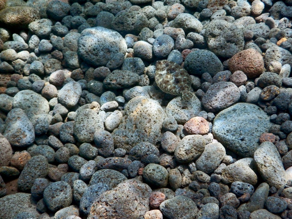 Chiêm ngưỡng các 'bậc thầy' ngụy trang trong giới tự nhiên