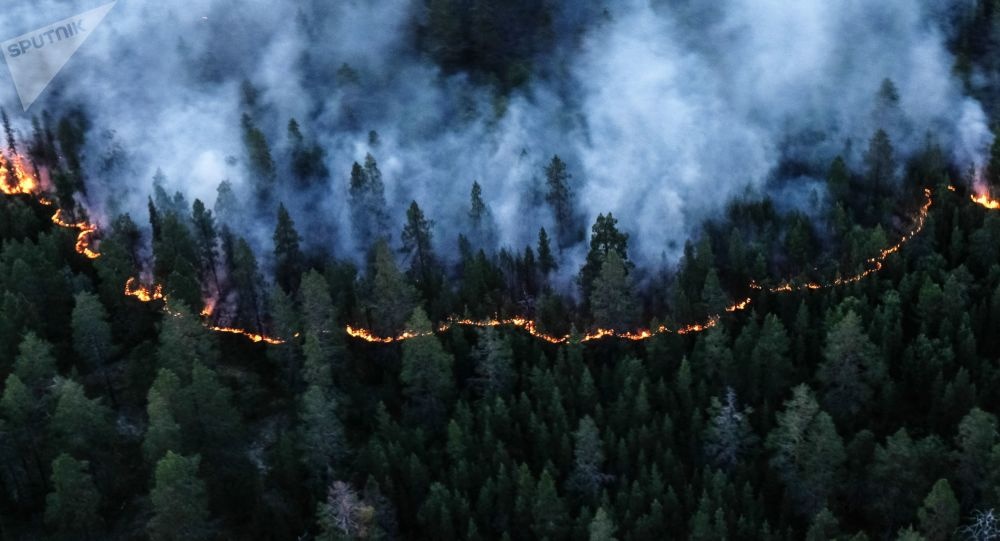 hi nh a nh ca c vu chay rung lo n tren the gio i trong tho i gian ga n day