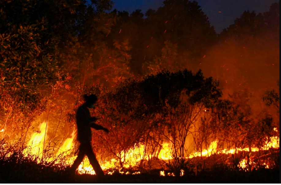 hi nh a nh ca c vu chay rung lo n tren the gio i trong tho i gian ga n day