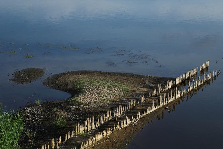 Thảm họa sinh thái, hàng tấn cá phơi bụng phủ kín sông Oder khu vực biên giới Đức-Ba Lan