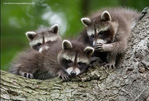 Những bức ảnh ấn tượng tại vòng chung kết cuộc thi Nhiếp ảnh thiên nhiên hài hước 2021