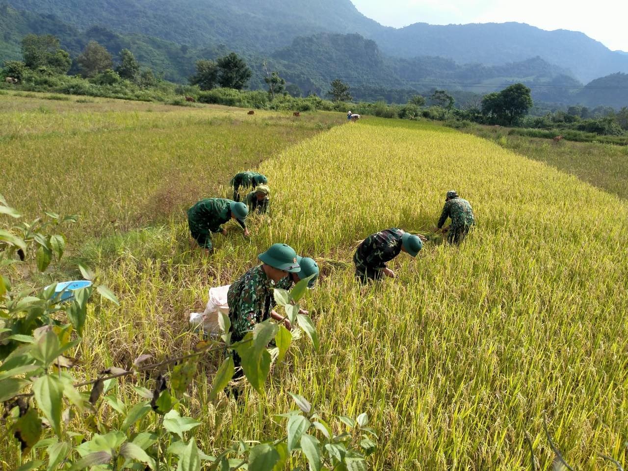 Bộ đội biên phòng Hướng Lập, Quảng Trị hỗ trợ người dân ứng phó với bão Noru