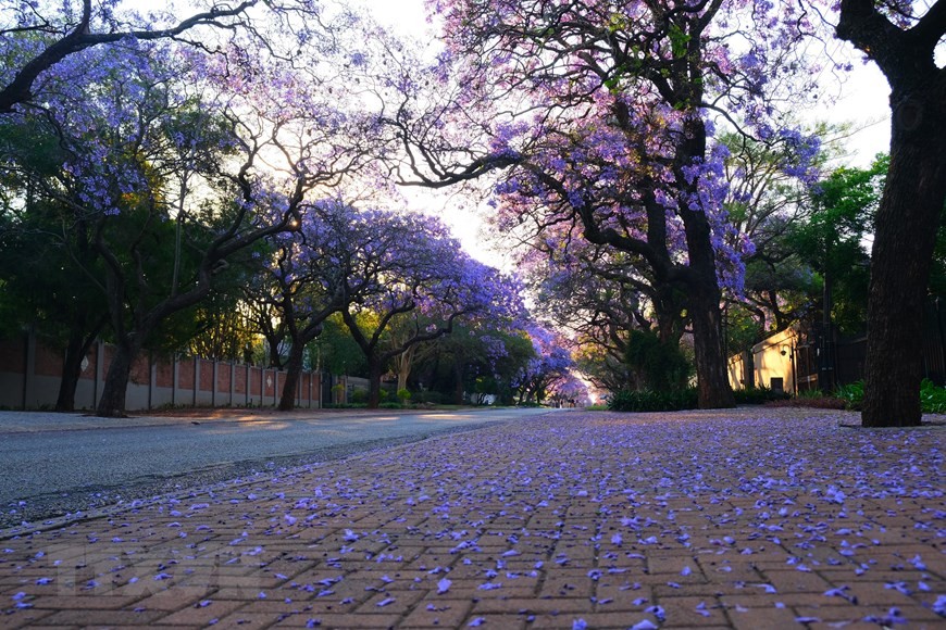 Thành phố Pretoria ở Nam Phi chìm trong sắc 'mộng mơ' của hoa phượng tím