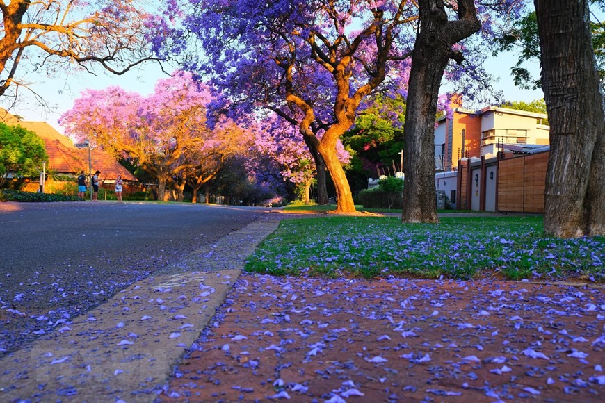 Thành phố Pretoria ở Nam Phi chìm trong sắc 'mộng mơ' của hoa phượng tím