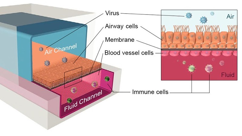 ung dung chip duong tho nham tang toc thu nghiem cac phuong phap dieu tri covid19