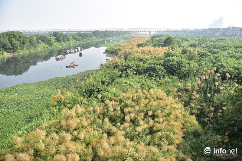 Đẹp mê mẩn đồng cỏ lau trắng muốt tại Hà Nội Đẹp mê mẩn đồng cỏ lau trắng muốt tại Hà Nội