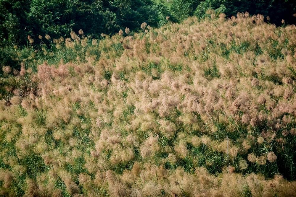 Đẹp mê mẩn đồng cỏ lau trắng muốt tại Hà Nội Đẹp mê mẩn đồng cỏ lau trắng muốt tại Hà Nội