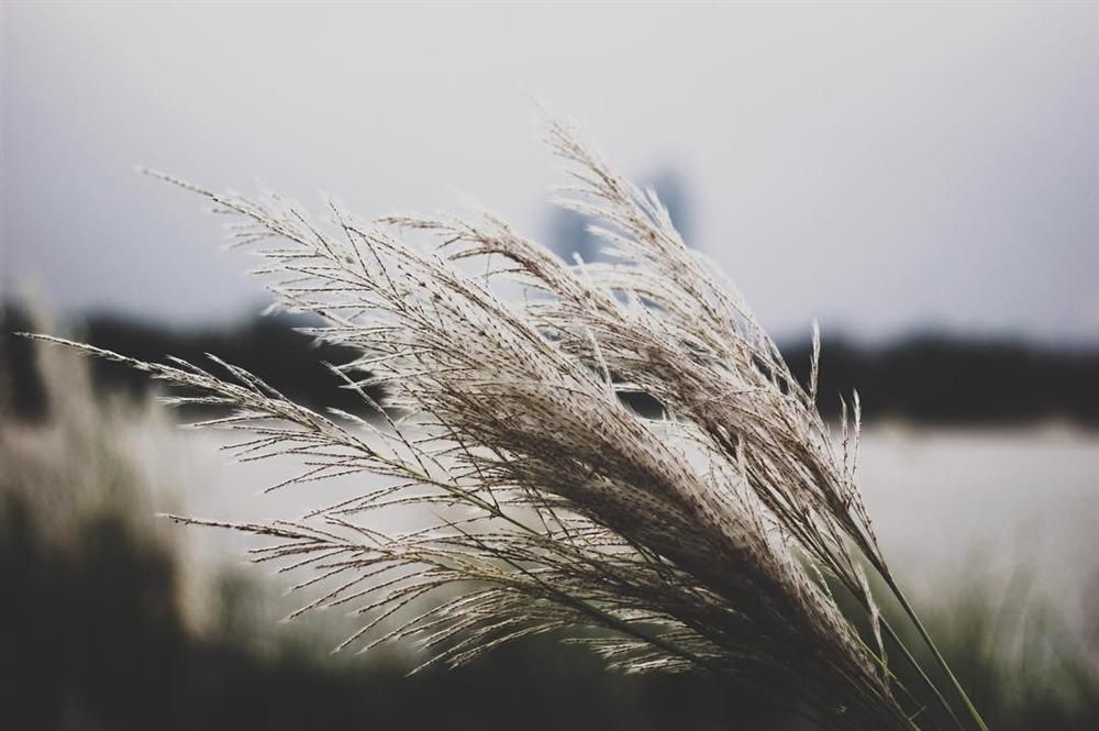 Đẹp mê mẩn đồng cỏ lau trắng muốt tại Hà Nội Đẹp mê mẩn đồng cỏ lau trắng muốt tại Hà Nội