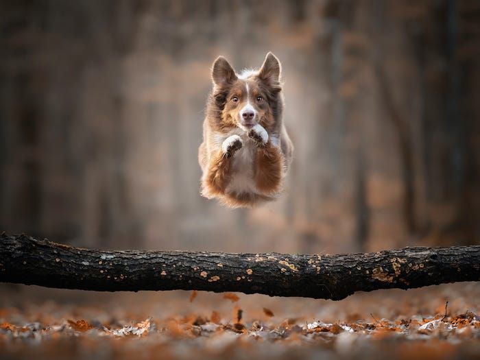 19 buc anh bat mat nhat nam 2019 do flickr binh chon