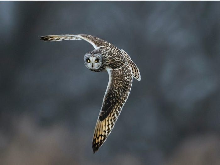 19 buc anh bat mat nhat nam 2019 do flickr binh chon