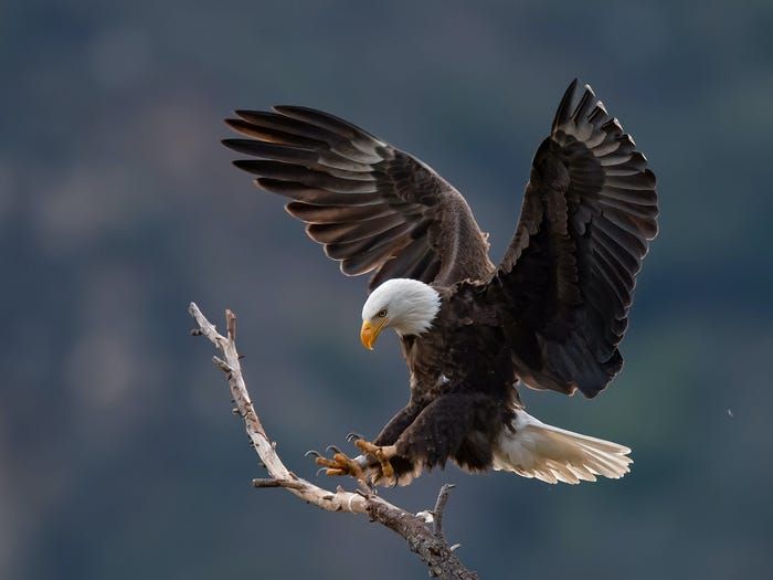 19 buc anh bat mat nhat nam 2019 do flickr binh chon