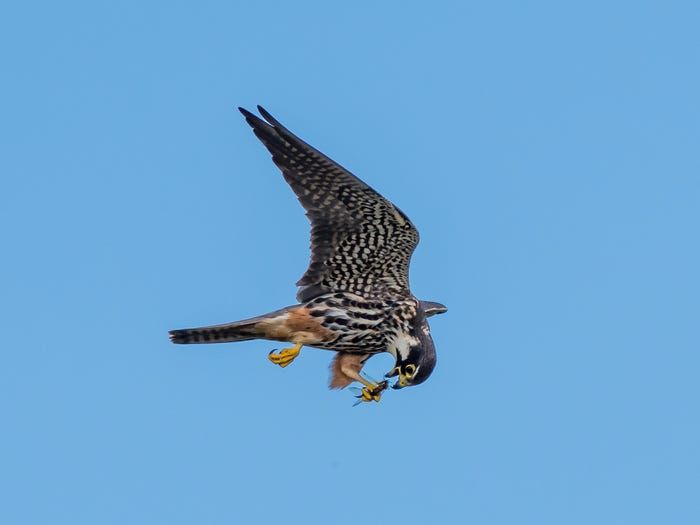 19 buc anh bat mat nhat nam 2019 do flickr binh chon