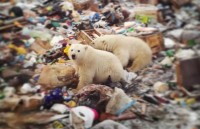 Gấu Bắc cực "xâm chiếm" một quần đảo ở Nga