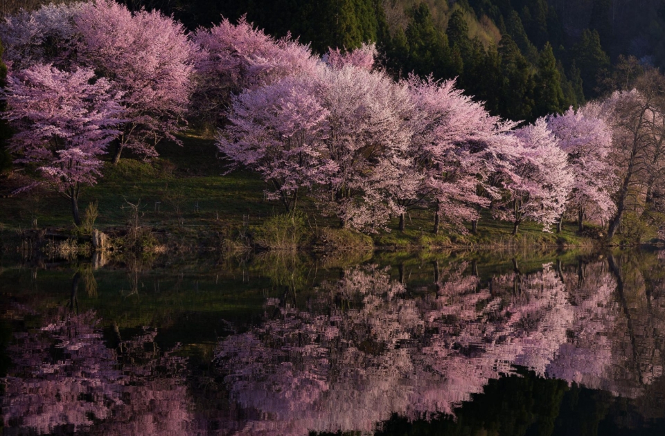hoa anh dao nhat ban tu hanami den yozakura