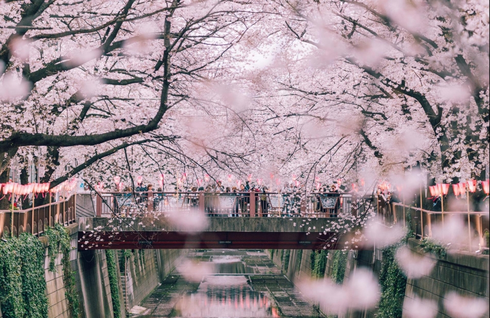 hoa anh dao nhat ban tu hanami den yozakura