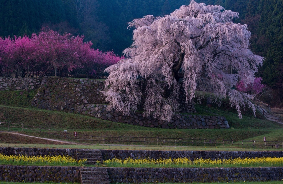 hoa anh dao nhat ban tu hanami den yozakura
