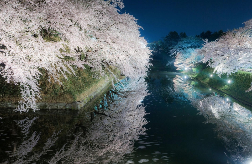 hoa anh dao nhat ban tu hanami den yozakura