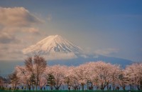 Hoa anh đào Nhật Bản: Từ “hanami” đến “yozakura”