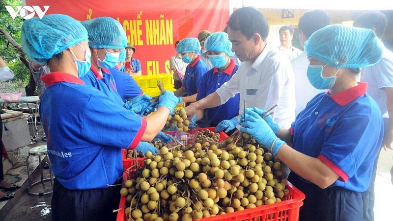 The first batch of nine tonnes of longan from the northern province of Hai Duong will soon be shipped to Australia. (Photo: VNA) 5305 vov nhan xuay khau 2 fcgq