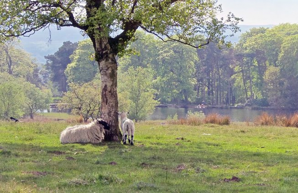 anh se gay mot khu rung moi dau tien trong 25 nam