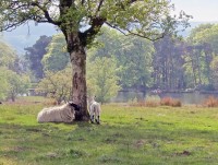 ao cu soi truong tho tu thoi trung co