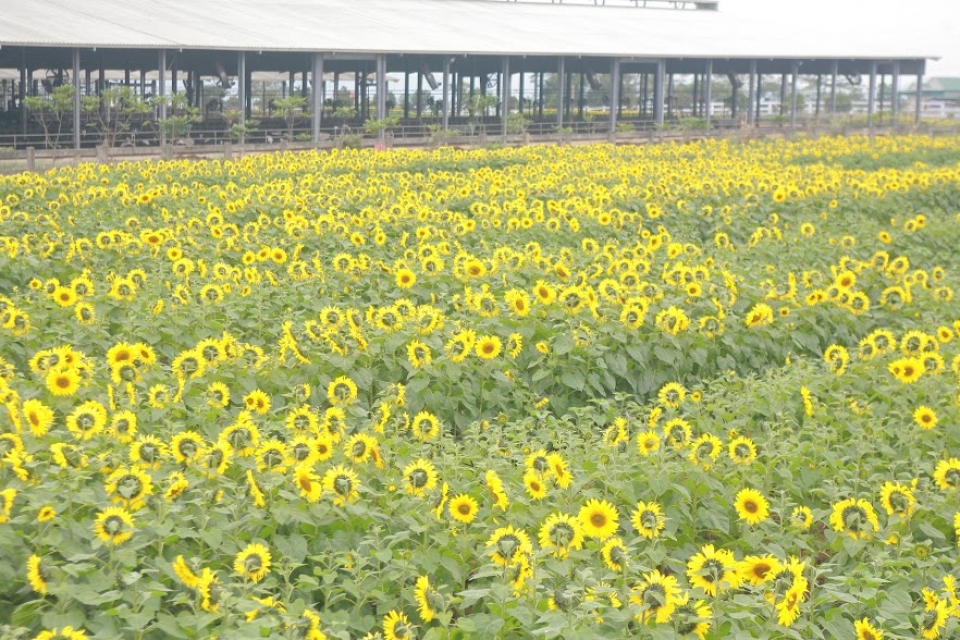 th true milk tang gap 3 ham luong omega3 trong sua theo phuong phap tu nhien