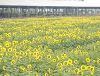 sua a2 loi giai than ky cho nguoi bi bat dung nap lactose trong sua