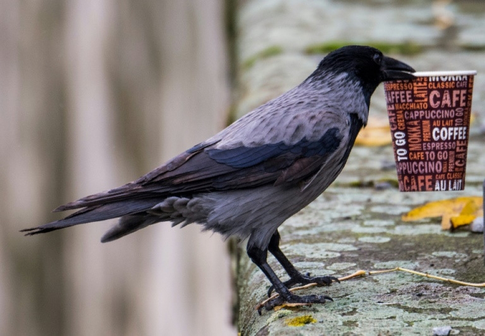 EU đặt mục tiêu tái chế toàn bộ rác thải nhựa vào năm 2030 eu dat muc tieu tai che toan bo rac thai nhua vao nam 2030