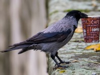 gia vo vi keu goi giam su dung san pham nhua dung 1 lan