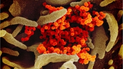 Covid-19: Virus SARS-CoV-2 gây bệnh nhiều nhất ở Mỹ là chủng mới?